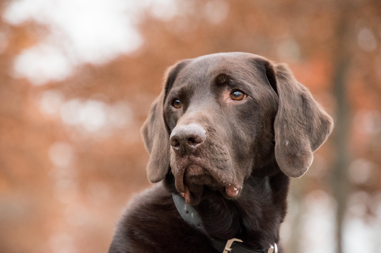 Featured image of post Fi Ultra Pet Tracker Uses T-Mobile's Starlink Satellite Service for Nationwide Coverage