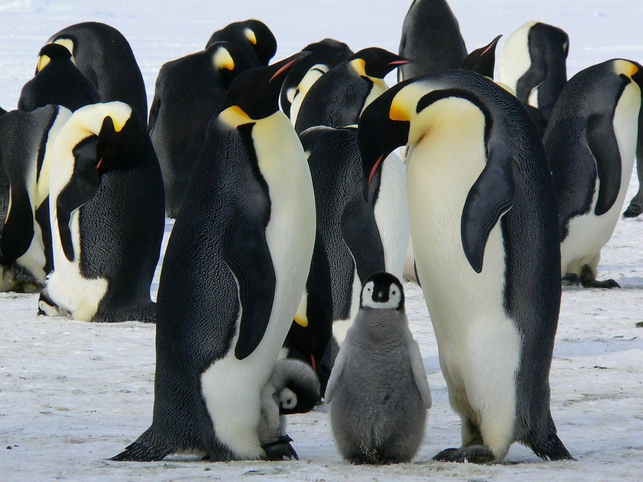 Featured image of post Engadget Indie Pitch: Penguin Colony Reimagines Lovecraft Through Indigenous Storytelling