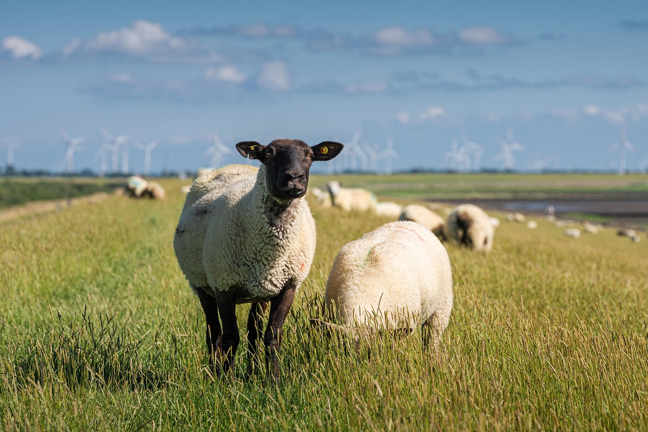 Featured image of post Volkswagen Hires 100 Sheep to Mow Its Solar Farm in Poland